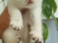SIFIR KULAK TOP KAFA SCOTTİSH FOLD BEBEK
