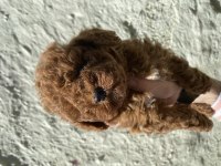 UYGUN VERİLECEK 60 GÜNLÜK DİŞİ VE ERKEK POODLE