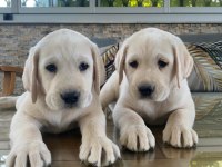 Safkan Şecereli Labrador Yavru Köpekler (şampiyon soy)