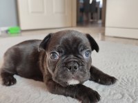 FRENCH BULLDOG YAVRU
