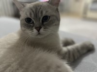 1 yaşında kısır dişi exotic shorthair