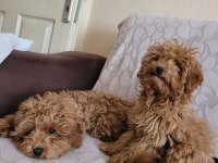 Sağlıklı poodle yavrular