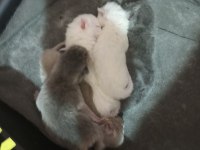 British shorthair ve scottish fold yavrular