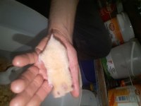 Hamster gonzales ve Suriye