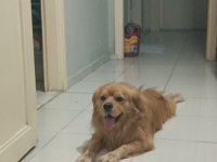 Golden retriever iyi niyetli birine sahiplensin