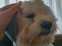 Tamamen Evcil ve Eğitimli 1 Yaşında Köpeğimiz