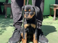 Şampiyon Rottweiler Yavruları