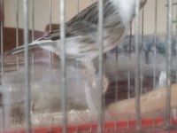 Tepeli siyah beyaz erkek harleguin kanarya
