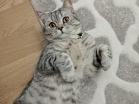 1 yaşında erkek british shorthair