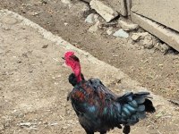 Yeşil kel hint kırması