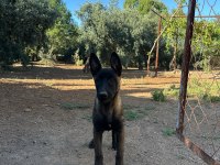 3 aylık malinois yeni yuva arıyor