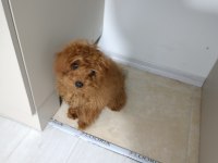 4.5 aylık dişi teacup poodle