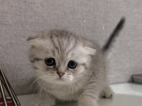 Scottish fold a kalite yavrular