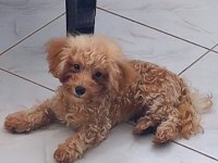 TEACUP ERKEK 19CM 5 AYLIK POODLE