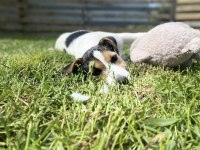 Yavru jack russell
