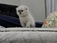 Son scottish fold yavrularımız teslime hazır