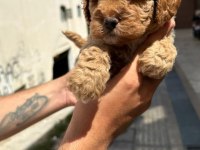 Toy Poodle Çocuklarım