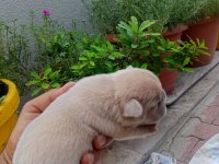 Egzotic Fransız bulldog