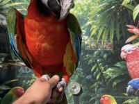 Ara Macaw Papağanı