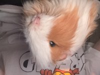 8 aylık Latte guinea pig