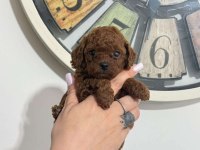 Irk Ve Sağlık Garantili Toy Poodle Bebekler