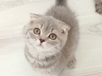 Gümüş yeni yuvasını arıyor scottish fold