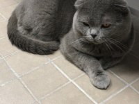 Erkek scottish fold kedimize dişi eş adayı arıyoruz
