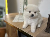 Pomeranian bebekleri