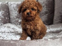 Kıpkırmızı red toy poodle sevimli yavrular