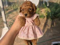 DÜNYA TATLISI ŞEKER KÖPEKLER