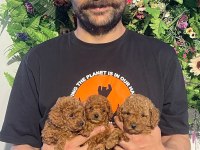Safkan poodle yavrularımız yeni yuvalarını arıyor