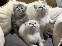 Scottish fold ve british bebekler