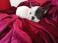 A Kalite Maskeli French Bulldog Yavrularımız