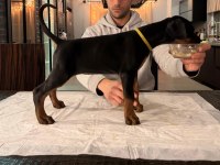 A şecereli şampiyon kan hattından son dişi doberman