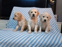 A Klass Golden Retriever Yavruları