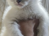 Kar Topu Scottish Fold Yavruları