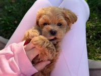 Maltipoo Yavrularımız Sağlık Garantili