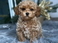 Tr nin en özel maltipoo yavruları