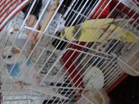 Uygun fiyat muhabbet kuşu yavrular