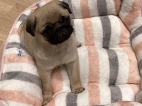 DÜNYA TATLISI PUG YAVRULARI