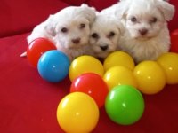 Maltese Terrier Xs Sıfır Numara Oyuncu Ve Uyumlu