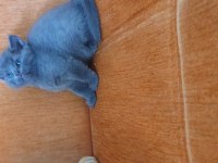 Süper kalite british shorthair yavru