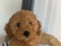 Toy poodle