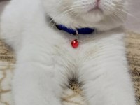 8-9 aylık scottish fold erkek