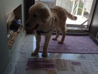 Golden retriever 6 aylık