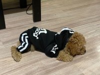 Yetişkin toy poodle köpeğimiz