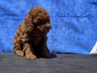 Ankaranın en özel redbrown toy poodle yavruları
