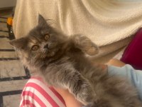 British longhair kedimiz 3 aylık