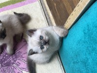 2 aylık yavru kedimize yeni yuva arıyoruz