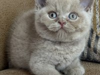 Orjinal british shorthair fawn erkek